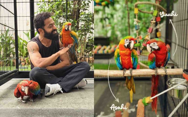 ntr-birds
